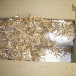 496 kit and cats 028