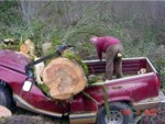 Fallen tree
