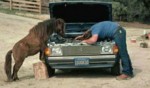 Horse and Dodge