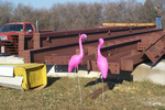 Panther Pink Birds keep watch