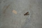 The wasp....AFTER it stung me