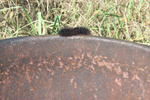 An indigenous life form....