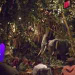 The Rain-forest cafe.
