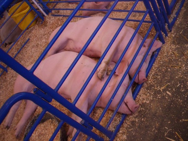 Think they are dreaming of a frying pan?
