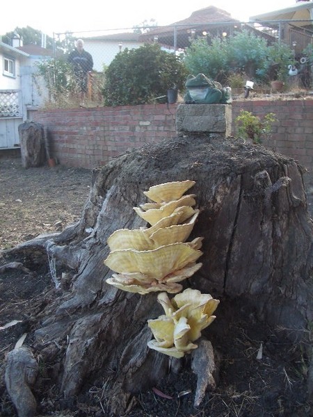 What the heck is this thing growing on our neighbor's stump???