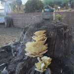 What the heck is this thing growing on our neighbor's stump???