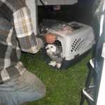 Now the first ever MPM petting zoo arrives.