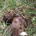 The latest MPM mascot, Mr Mole.