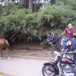 Better watch out for horse pies.