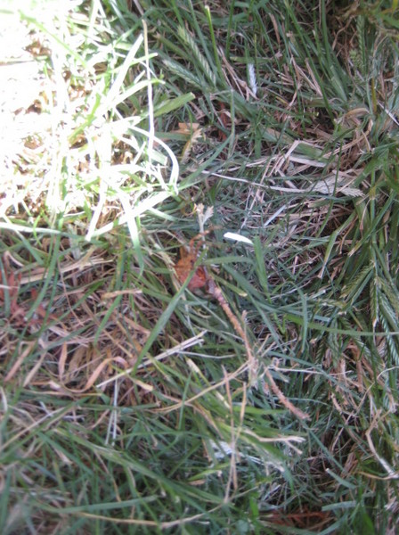 One mean looking spider!!