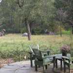 Hippos in my Hood!