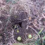 It's a mmmmmmmm mole!!