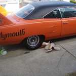 Superbird at Stus 018