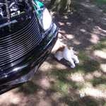Ok, now it's headless DOGS!!! Please stop the madness!