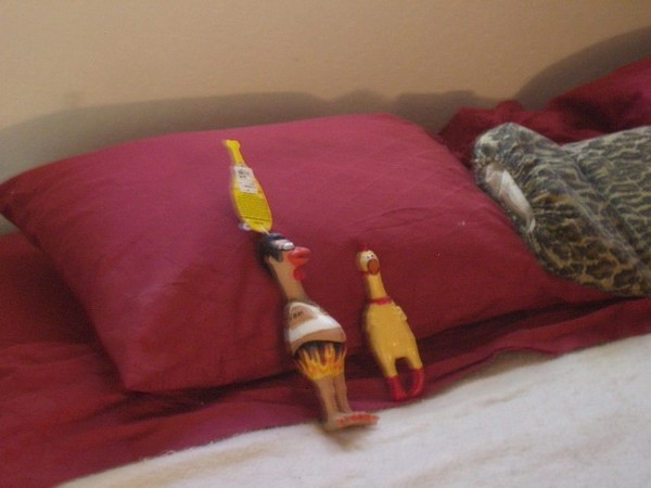 Our squeaky rubber chicken friends.