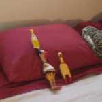 Our squeaky rubber chicken friends.