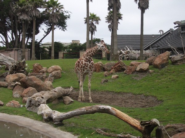 SF Zoo 2007 001