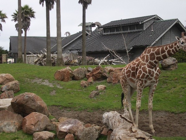 SF Zoo 2007 003