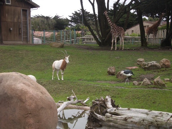 SF Zoo 2007 004