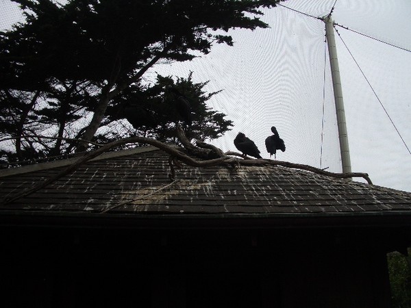 SF Zoo 2007 006