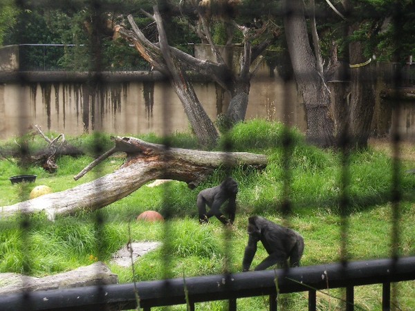 SF Zoo 2007 008