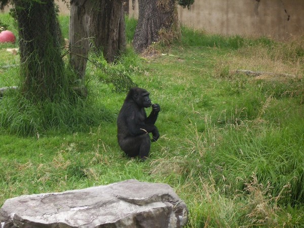SF Zoo 2007 009