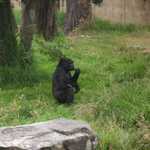 SF Zoo 2007 009