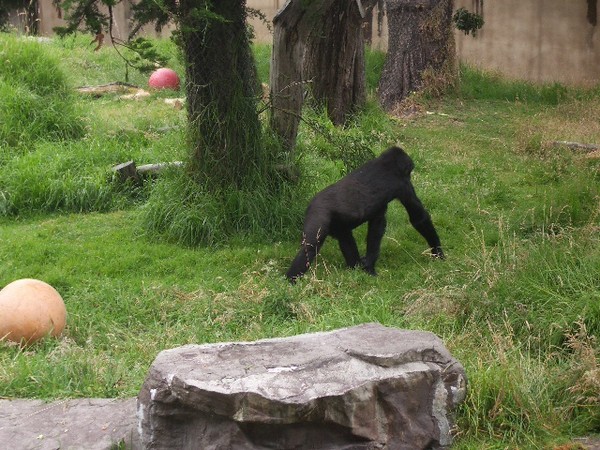 SF Zoo 2007 010