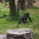 SF Zoo 2007 010