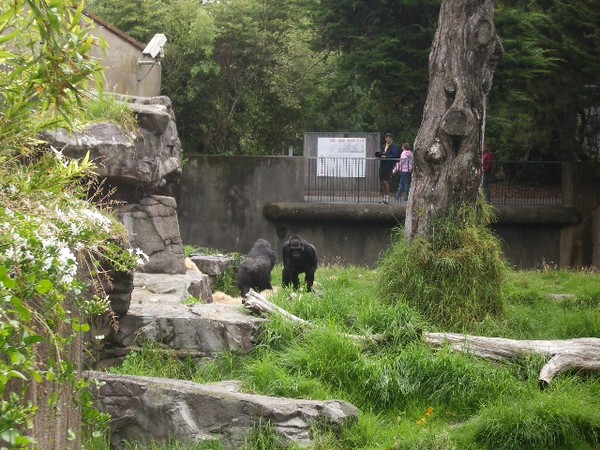SF Zoo 2007 011