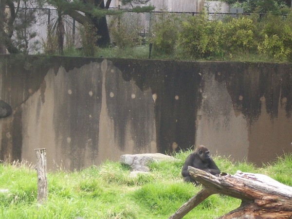 SF Zoo 2007 012