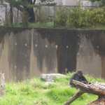 SF Zoo 2007 012