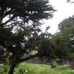 SF Zoo 2007 014