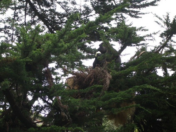 SF Zoo 2007 015