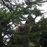 SF Zoo 2007 015