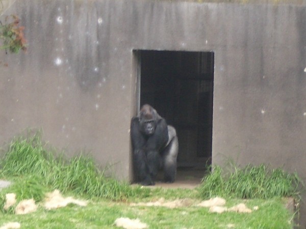 SF Zoo 2007 016