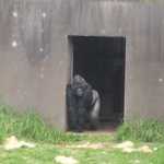 SF Zoo 2007 016