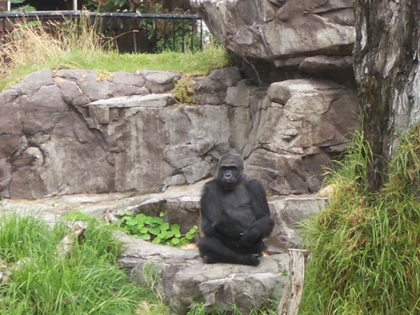 SF Zoo 2007 017