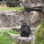SF Zoo 2007 017