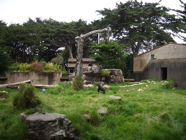 SF Zoo 2007 018