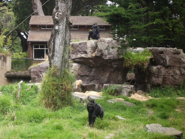 SF Zoo 2007 019