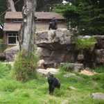 SF Zoo 2007 019