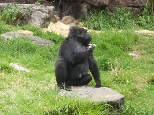SF Zoo 2007 020
