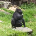 SF Zoo 2007 020