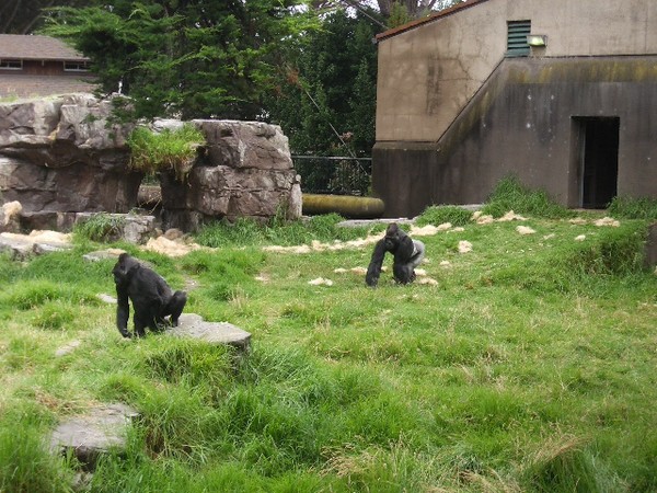 SF Zoo 2007 021