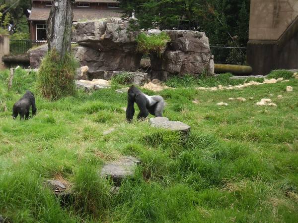 SF Zoo 2007 022