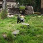 SF Zoo 2007 022
