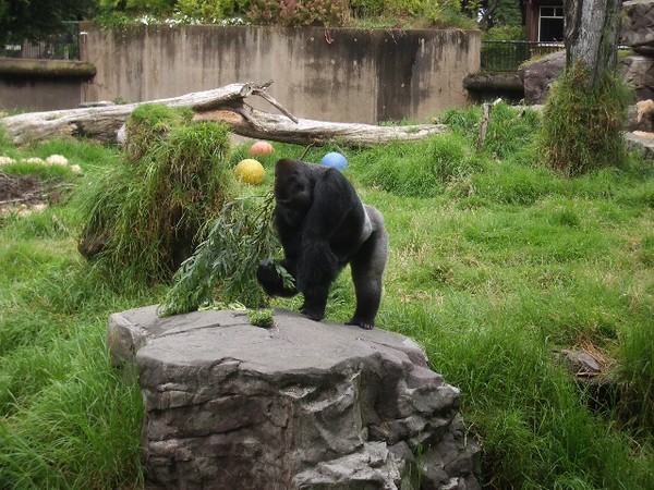 SF Zoo 2007 023