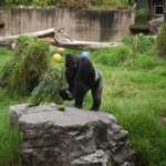 SF Zoo 2007 023
