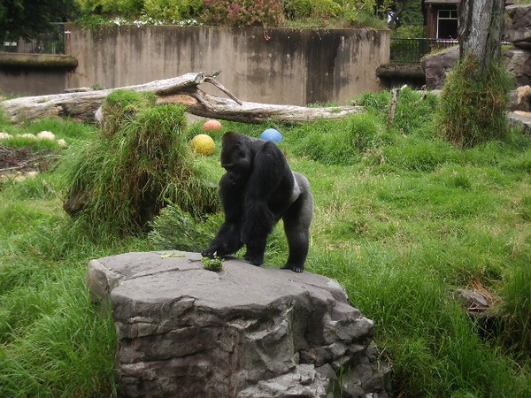 SF Zoo 2007 024